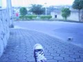 Gustavo e Gustavo street skate