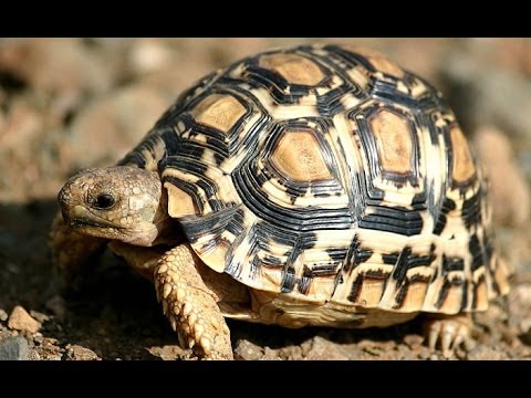 YouTube reptile video