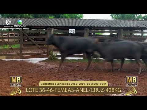 527� LEIL�O VIRTUAL MB LEIL�ES