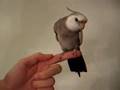 White Face Cockatiel Shaking Hands (or Feet)
