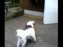 Struppi und Rocky