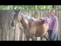 RKA Dominica, 2003 Bay Arabian Mare...
