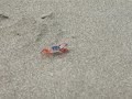 Cool Crab