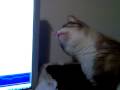 videos de Kitten trying to follow mouse cursor on monitor