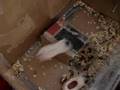 Hamster nhay santo