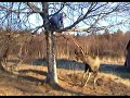 Moose/Elk Swing