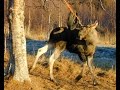 Moose/Elk Swing
