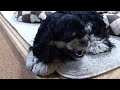 Click here to watch this video アメリカンコッカー歯磨き