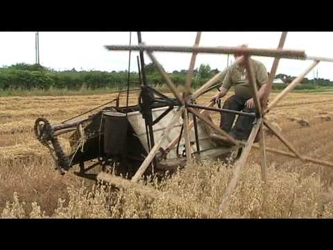 how to harvest hulless oats