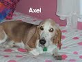 New Basset Is An Asset