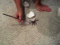 MM P.Irminia