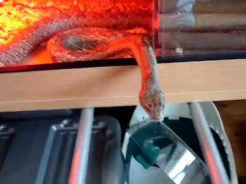 snake