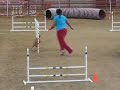 Majestic Agility Dogs Majestic Agility Dogs