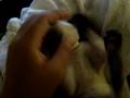 videos de Delilah being Delilah.