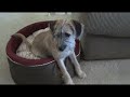 Pullo Grows Up!