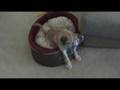 Pullo Grows Up!