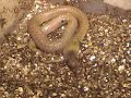 # species of Cobra (Naja sp) hatch at KRZ on Same day