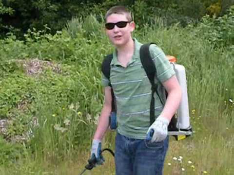 how to get rid of japanese knotweed uk