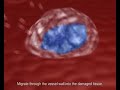 Adult Stem Cell Therapy for Heart Disease by Vescell
