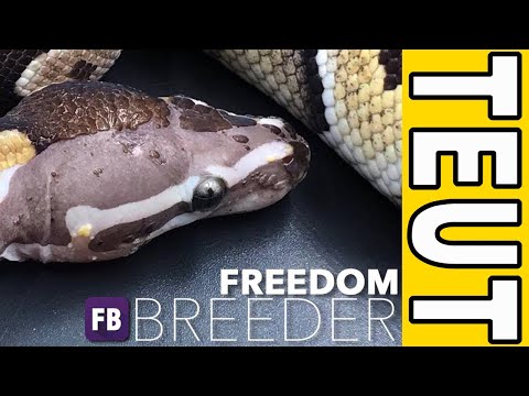 YouTube reptile video