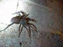 Wolf Spider 4-25-08