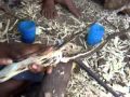 Agarwood inducement.