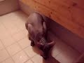 Angry Don Sphynx