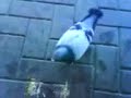 Pigeon - Taube