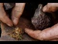 Fire From Fungi