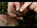 Fire From Fungi