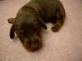 08/24 短毛臘腸狗 -公幼犬-日新犬舍