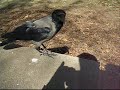 Nebelkrähe im Volkspark Friedrichshain