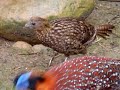 Pheasants
