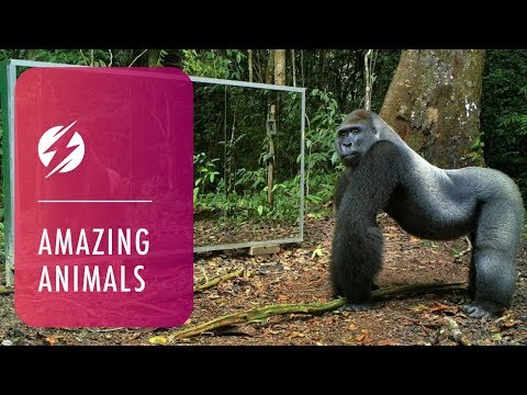 Animais selvagens Vs espelhos cristalinos