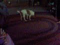 dog chaseing tail 2