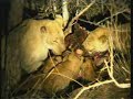 02Sept08 WildEarth p.m. drive  #2 lionesses & cubs eating