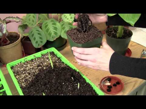 how to grow a banana tree