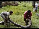Giant-Anaconda
