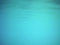 underwater fish fight video #2!!! Very sweet!!! underwater fish fight video #2!!! Very sweet!!!