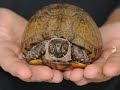 Exotic Animal Owners Under Attack