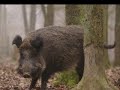 Le Chant des Chasseurs Ardennais - Oxyg�no (NYEN)