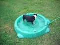 videos de Rosco swimming