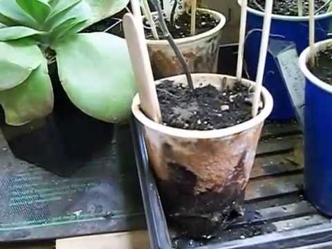 how to transplant morning glory vines
