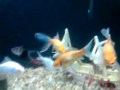 aquario agua doce 