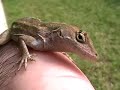 Lizard Cam Lizard Cam