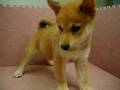 07/12 柴犬 shiba -母幼犬-日新犬舍