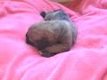 GOLDLEAF MASTIFF - Emma & Hoss Puppies, 6/1/07