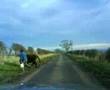 Herding 3