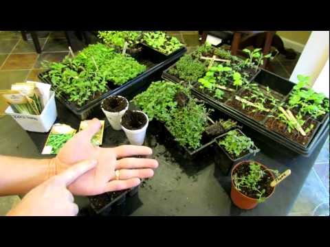 thyme - See how to plant oregano and thyme indoors. I use an over-seeding method that works wonders! You will see 7 weeks of growth and how to transplant them into c...