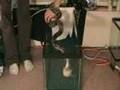 Boa-Feeding-Hanging-